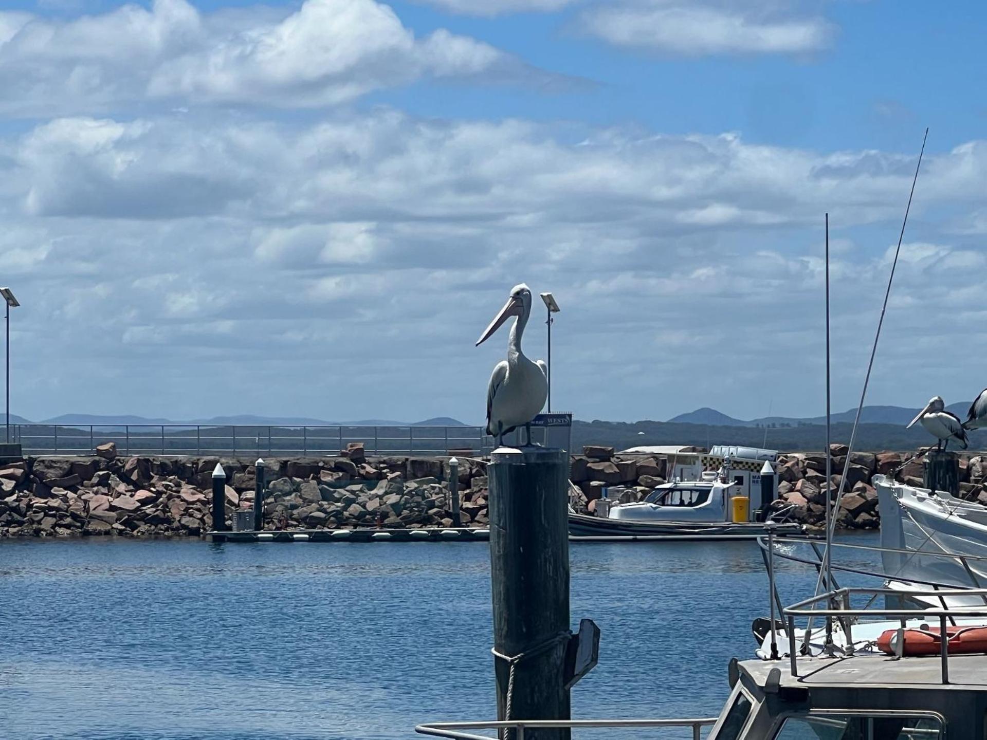 Intrepid Unit 8 3 Intrepid Close Nelson Bay Esterno foto